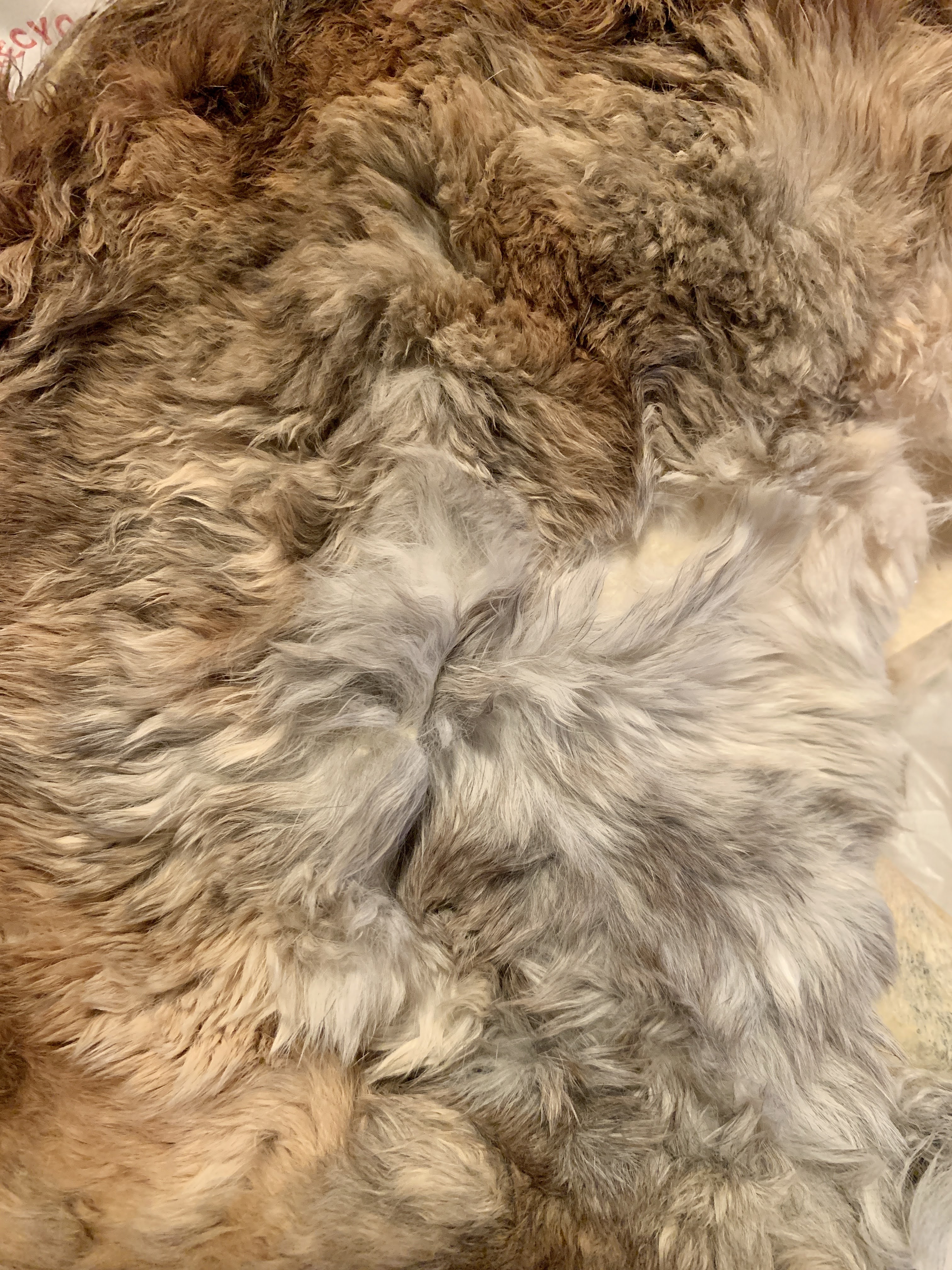 rabbit pelts